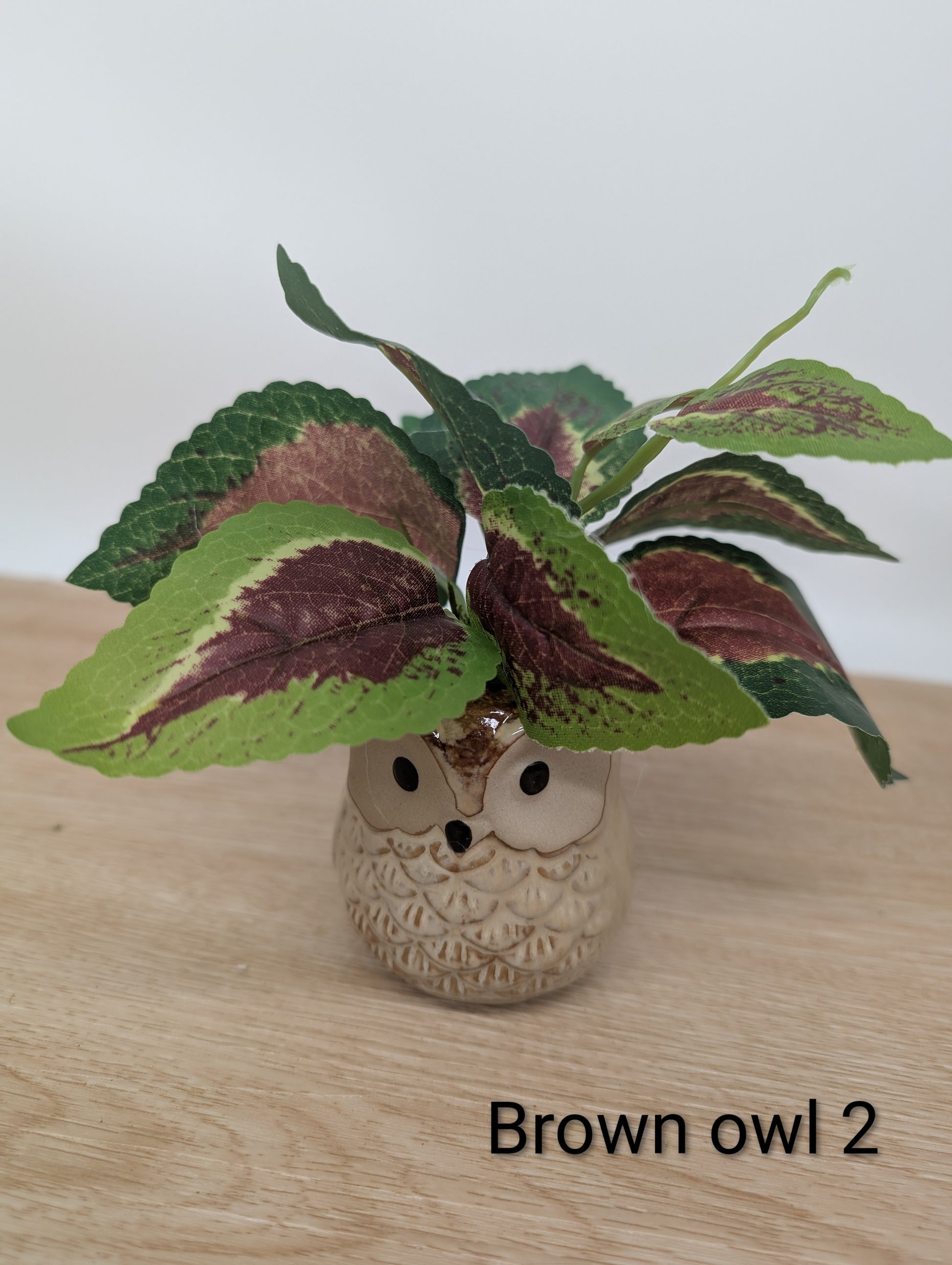 Decorative plant in an owl-shaped pot on a wooden surface with a white background