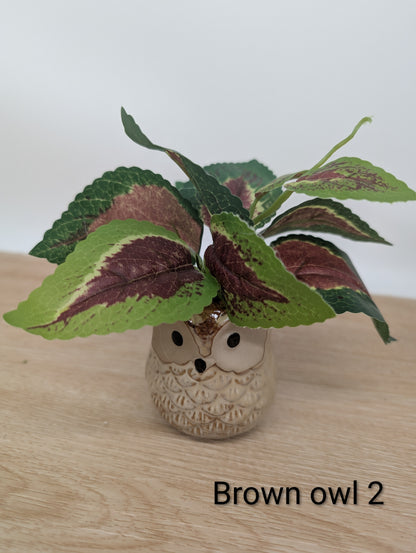 Decorative plant in an owl-shaped pot on a wooden surface with a white background
