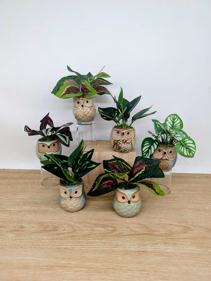 Set of decorative owl planters with plants on a wooden surface