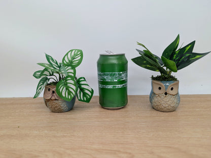Two potted plants and a green can on a wooden surface with a white background