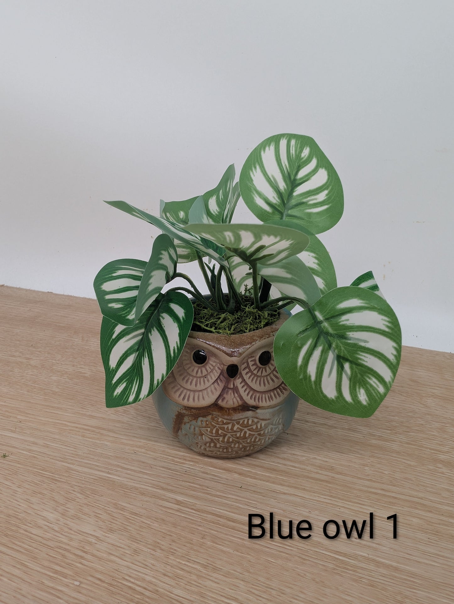 Potted plant in an owl-shaped pot on a wooden surface with a white background