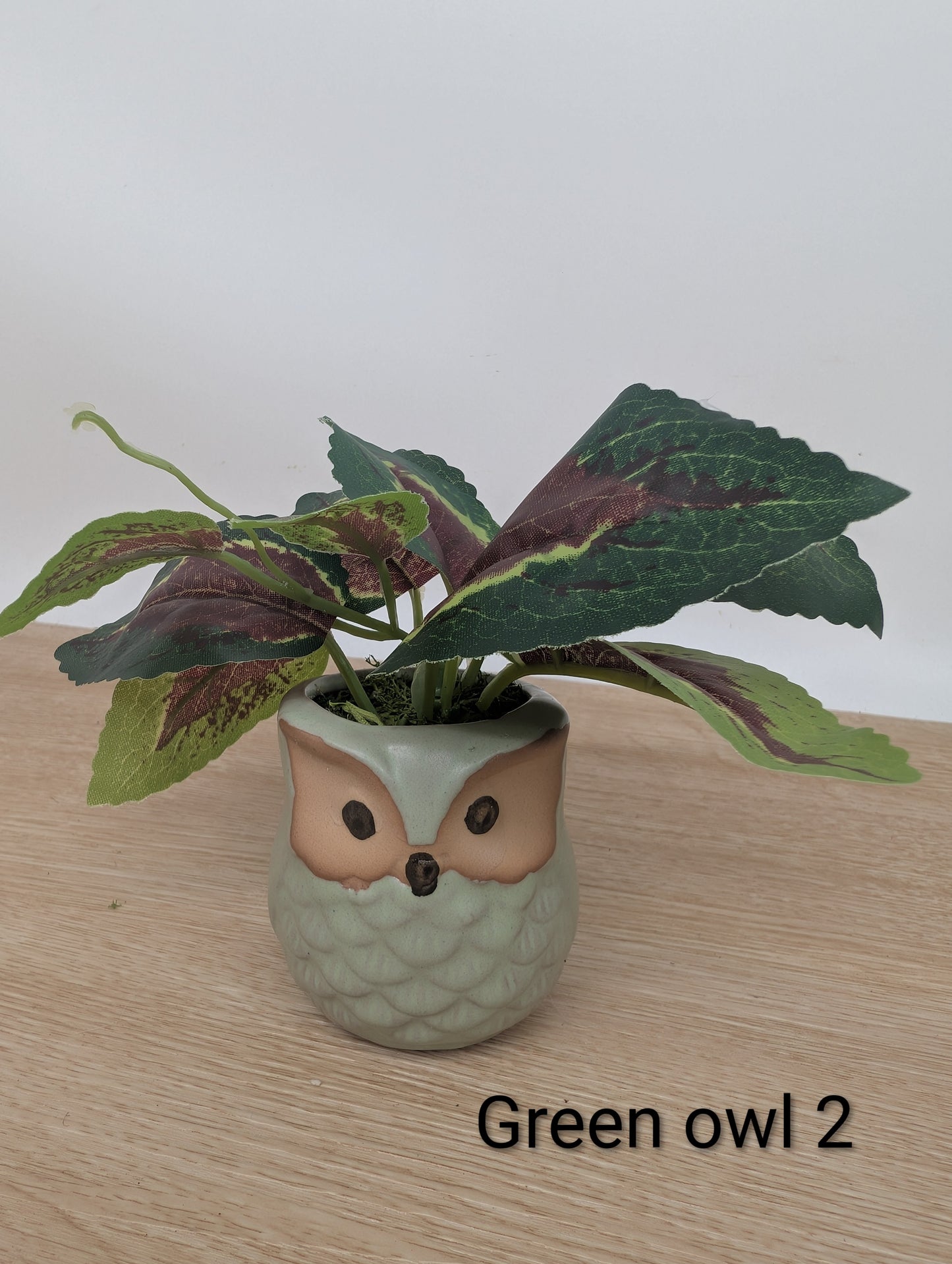 Green plant in an owl-shaped pot on a wooden surface with a plain background