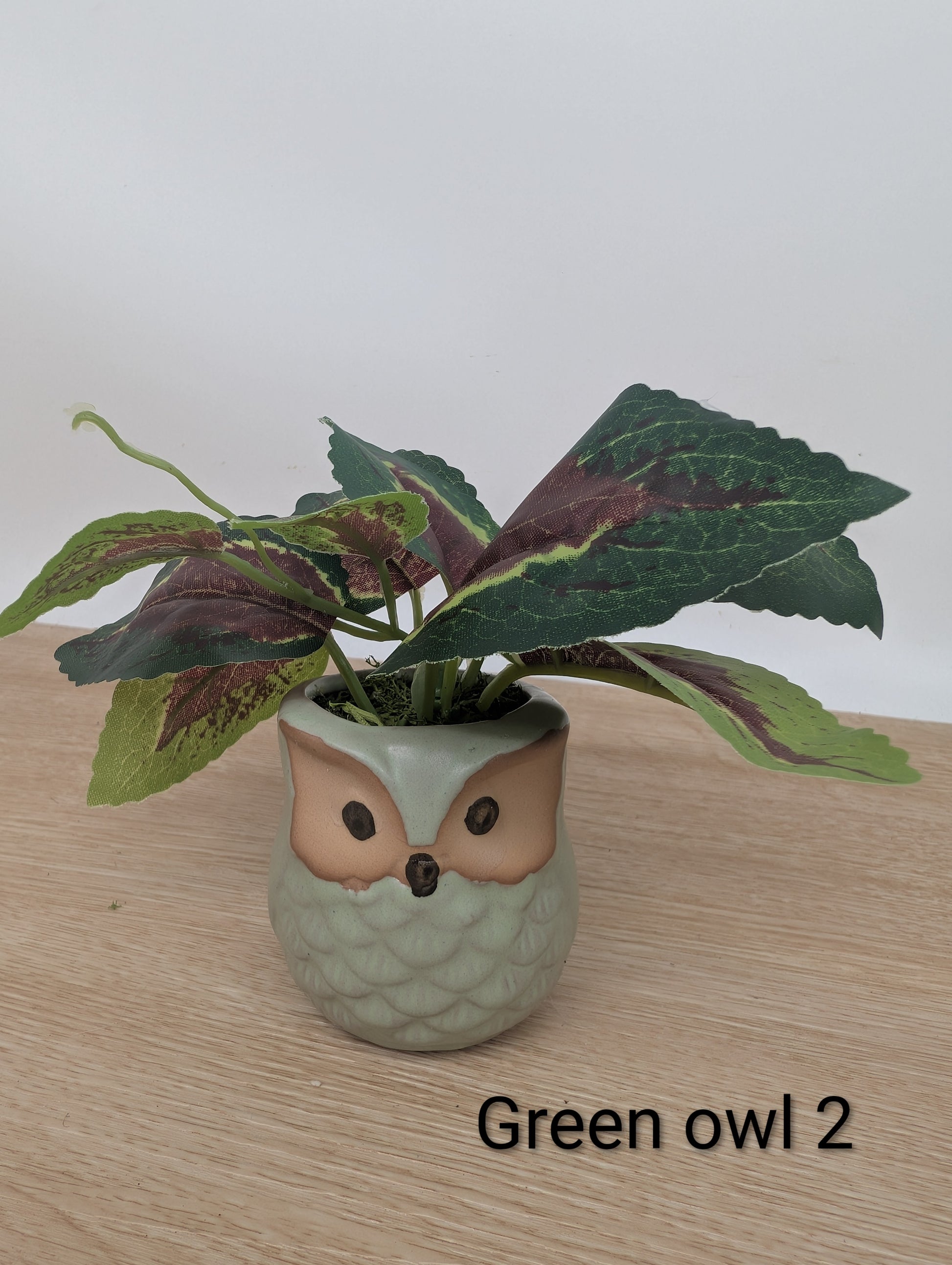 Green plant in an owl-shaped pot on a wooden surface with a plain background