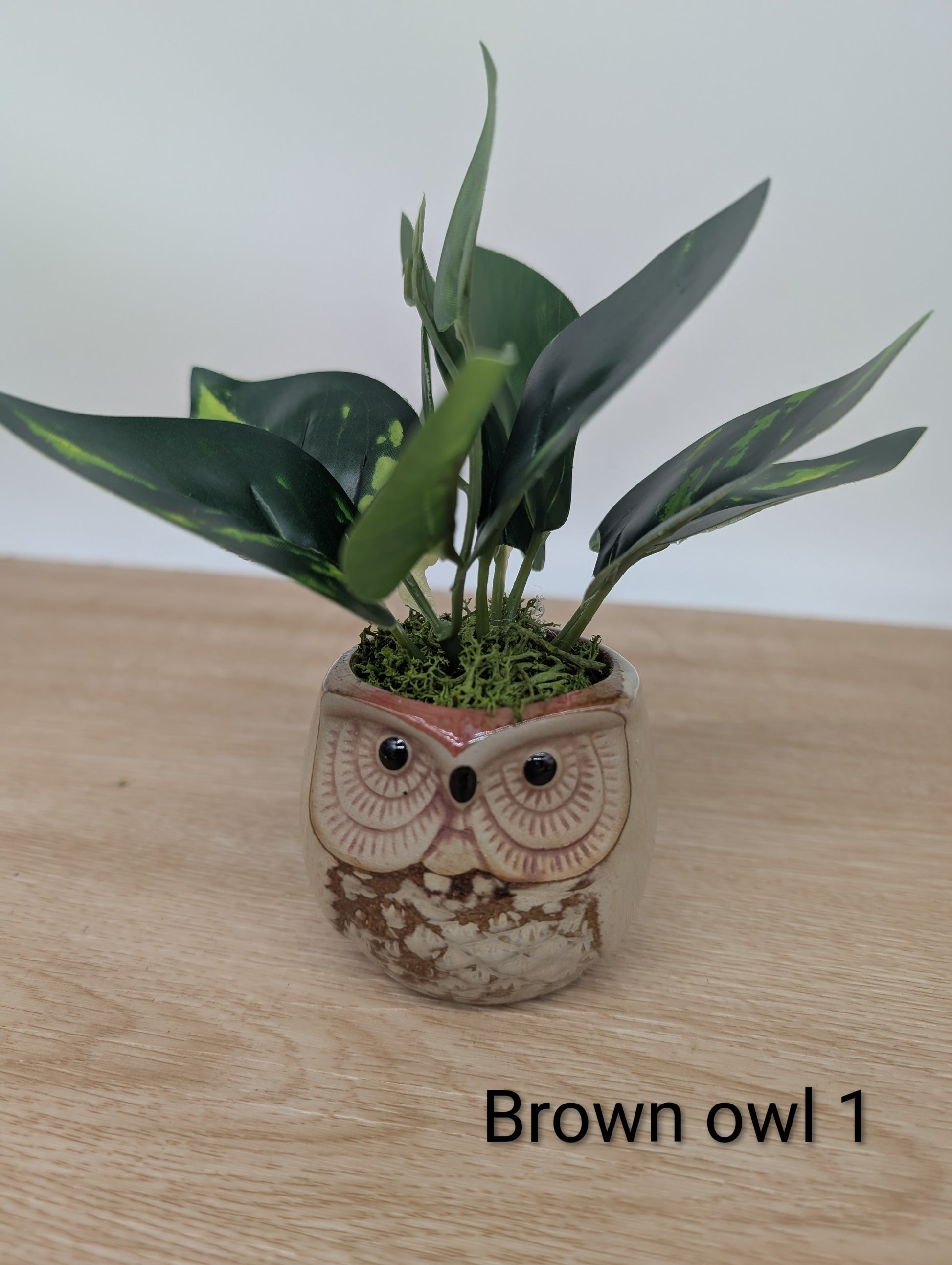 Potted plant in an owl-shaped pot on a wooden surface with 'Brown owl 1' text.