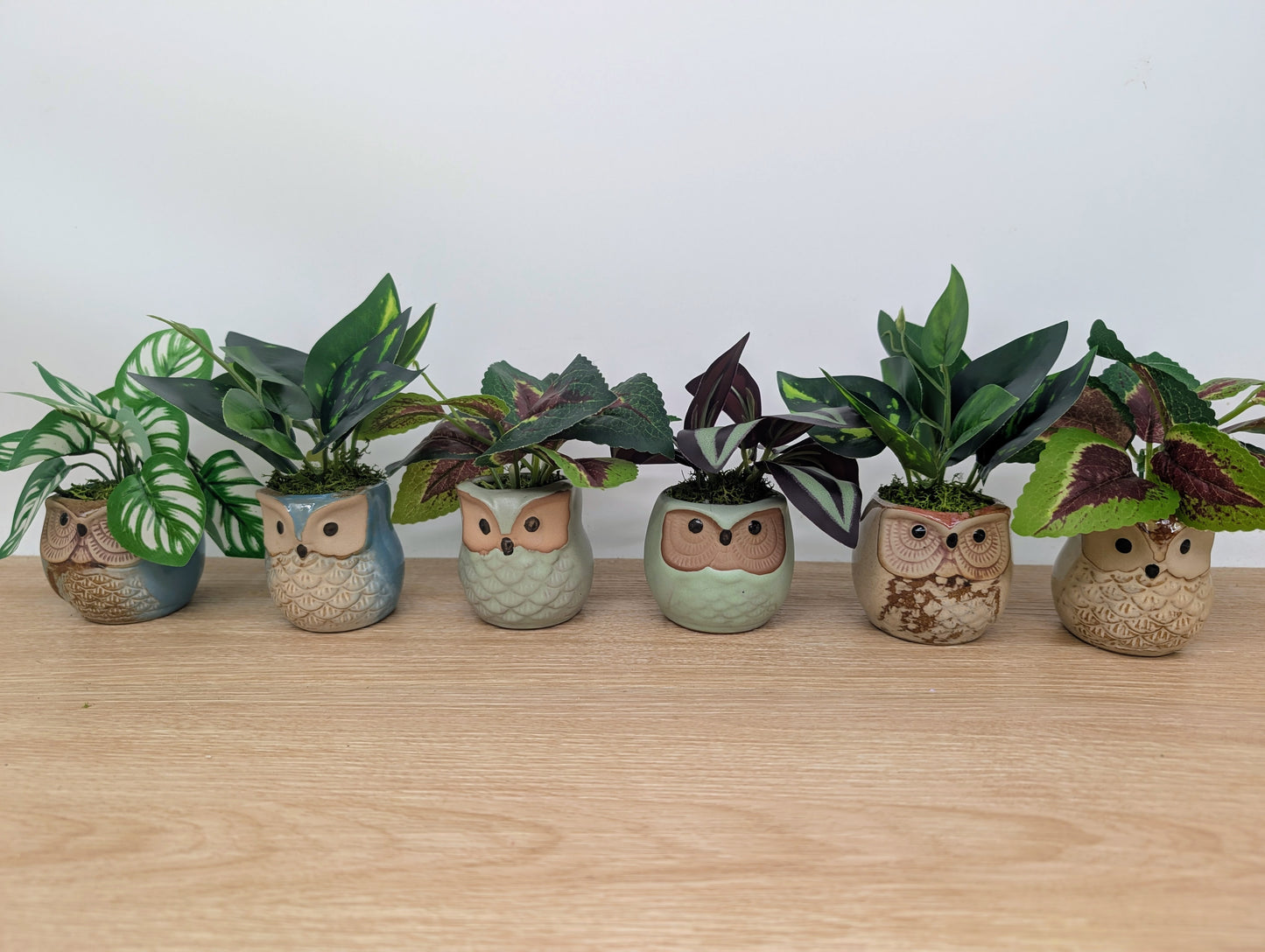 Row of small owl-shaped planters with plants on a wooden surface
