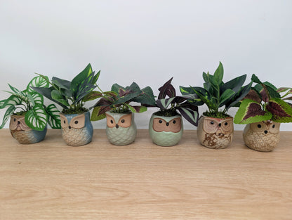 Row of small owl-shaped planters with plants on a wooden surface